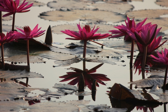 Angkor lily pond 2